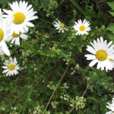 1007G 06 Ruhr Radweg